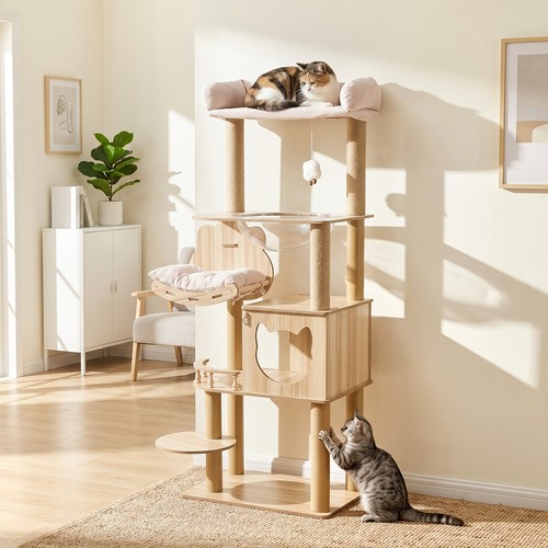Multi level cat - cat, activity