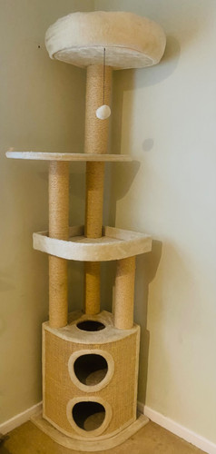 Cat tree beautiful - cat,