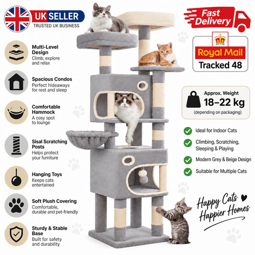 Large grey cat - grey,