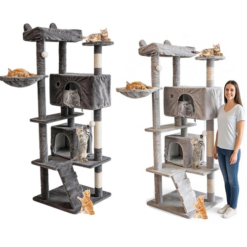 Large adult cat - cat, activity