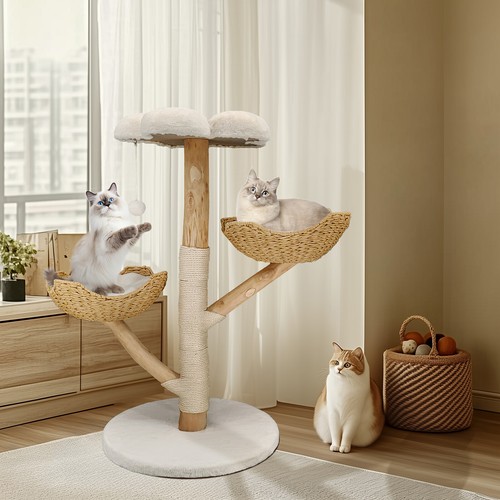 Real wood branch - cat, climbing